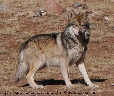 Mexican Wolf